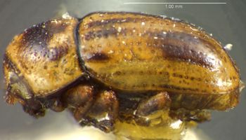 Media type: image;   Entomology 8398 Aspect: habitus lateral view